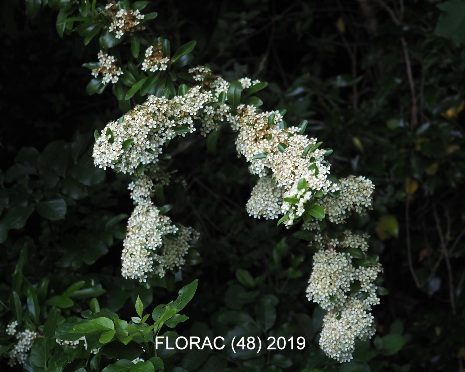 Pyracantha